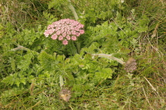 Daucus carota gummifer