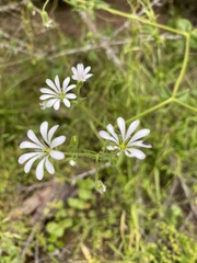 Stellaria chilensis