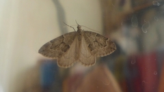 Thera juniperata
