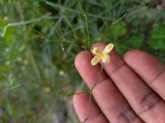 Carlowrightia pectinata