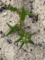 Hexasepalum