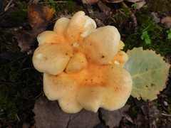 Tapinella panuoides