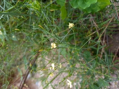 Carlowrightia pectinata