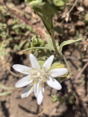 Moscharia pinnatifida