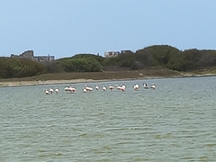 Phoenicopterus chilensis