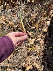 Asclepias verticillata
