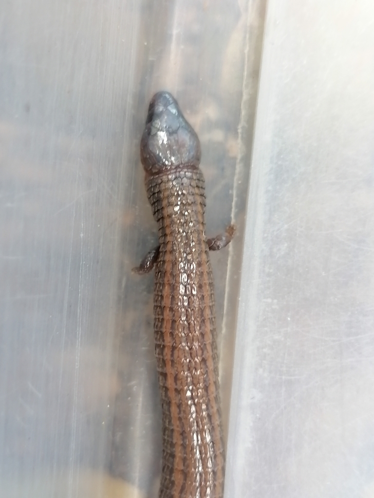 Trinidad worm lizard from Diego Martin Regional Corporation, Trinidad ...