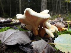 Tapinella panuoides