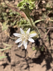 Moscharia pinnatifida