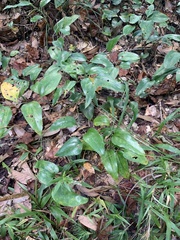 Smilax