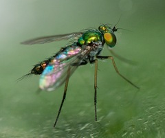 Condylostylus caudatus