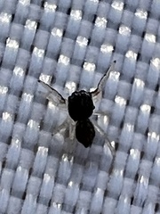 Zygoballus rufipes