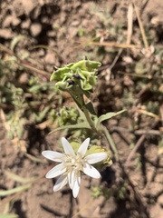 Moscharia pinnatifida