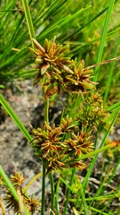 Cyperaceae