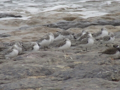 Calidris alba