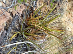 Agave felgeri