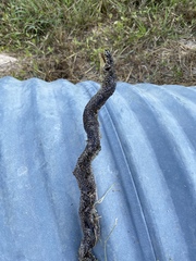 Lampropeltis holbrooki