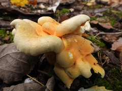 Tapinella panuoides
