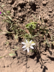 Moscharia pinnatifida