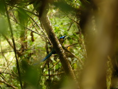 Momotus aequatorialis