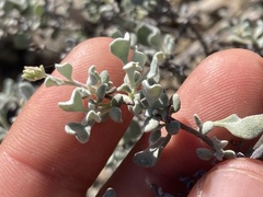 Eriogonum pondii