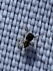 Zygoballus rufipes