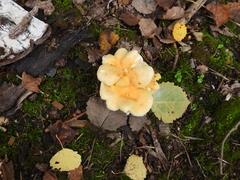 Tapinella panuoides