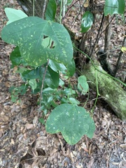 Smilax