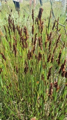 Restionaceae
