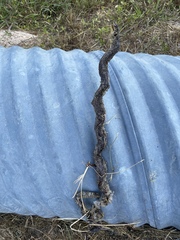 Lampropeltis holbrooki