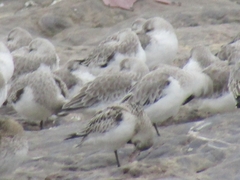 Calidris alba