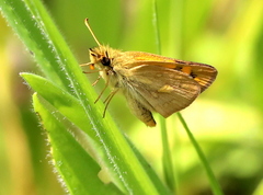 Metisella malgacha