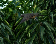 Saltator grandis