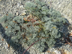 Seseli ponticum