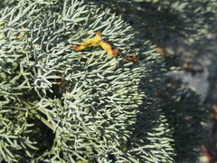 Seseli ponticum