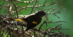 Setophaga ruticilla