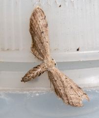 Euacidalia brownsvillea