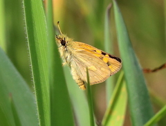 Metisella malgacha
