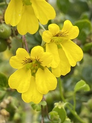 Tropaeolum brachyceras
