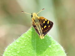 Metisella malgacha