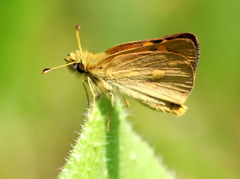 Metisella malgacha