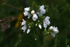 Polemonium caeruleum