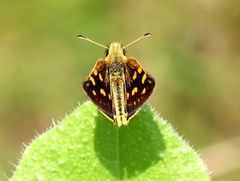 Metisella malgacha