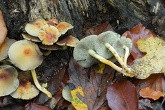 Hypholoma fasciculare