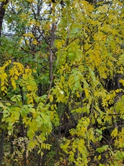 Caragana arborescens