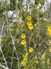 Tropaeolum brachyceras
