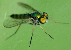 Condylostylus caudatus