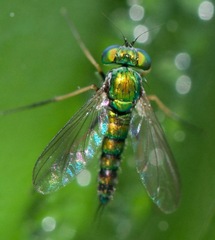 Condylostylus caudatus