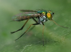 Condylostylus caudatus