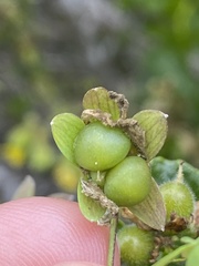 Tropaeolum brachyceras